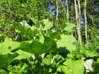 /album/winter-in-wervershoof-2020-21/nunspeet-21-jpg/